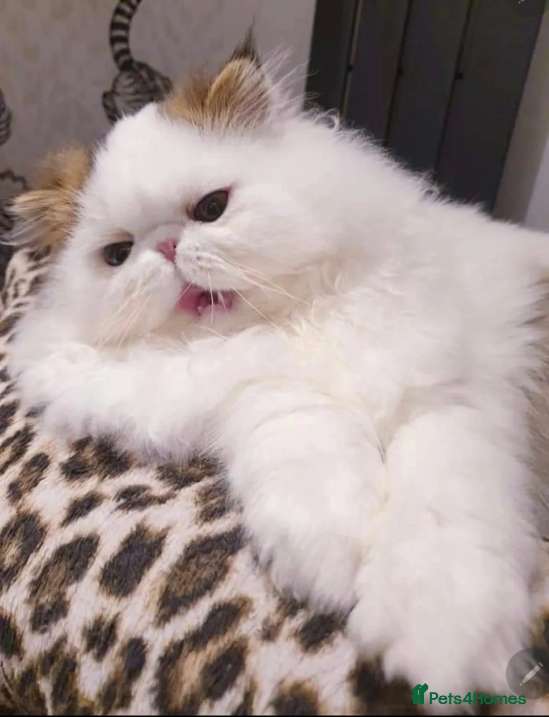 Persian cats for sale: Drop dead Gorgeous GCCF registered Boy  - Advert 8