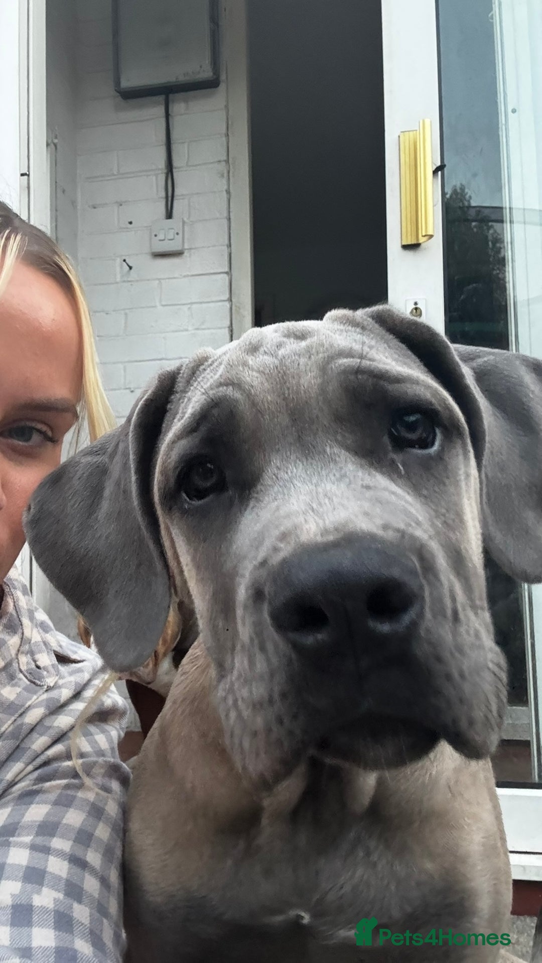 Cane Corso dogs for sale: Cane Corso Male For Sale - Image 1