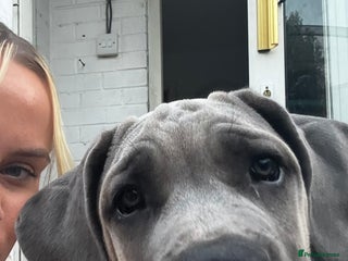 Cane Corso dogs - Advert 14