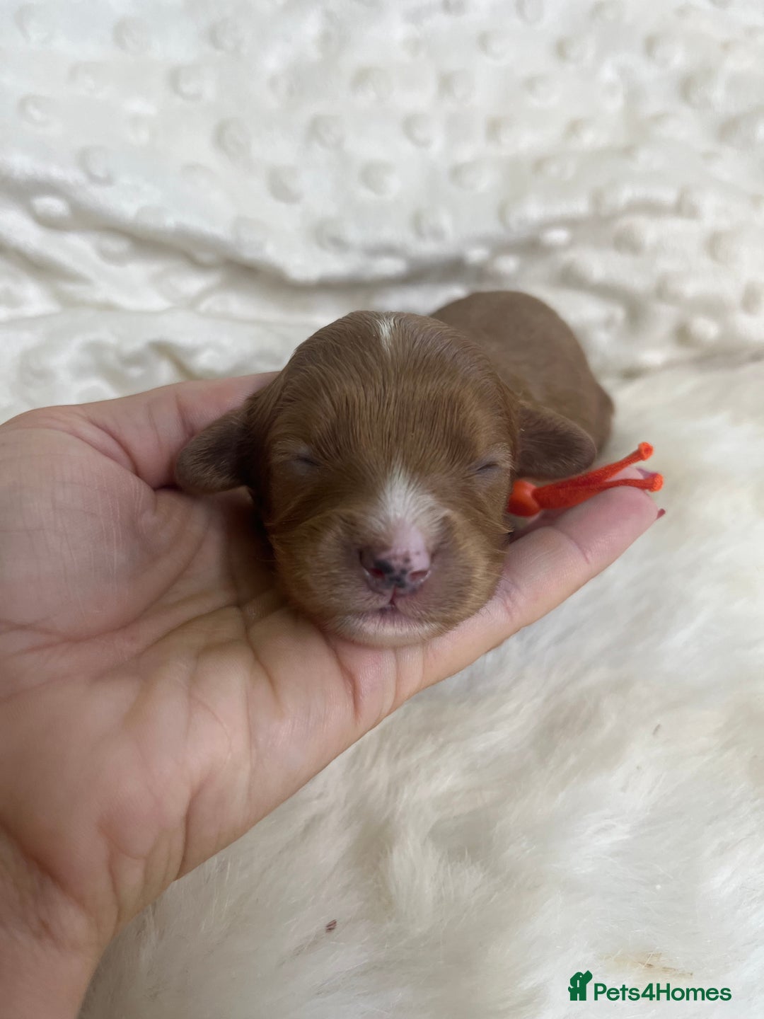 Cavapoo dogs for sale: Top Class Extensively tested F1b Toy Cavapoo pups - Image 18