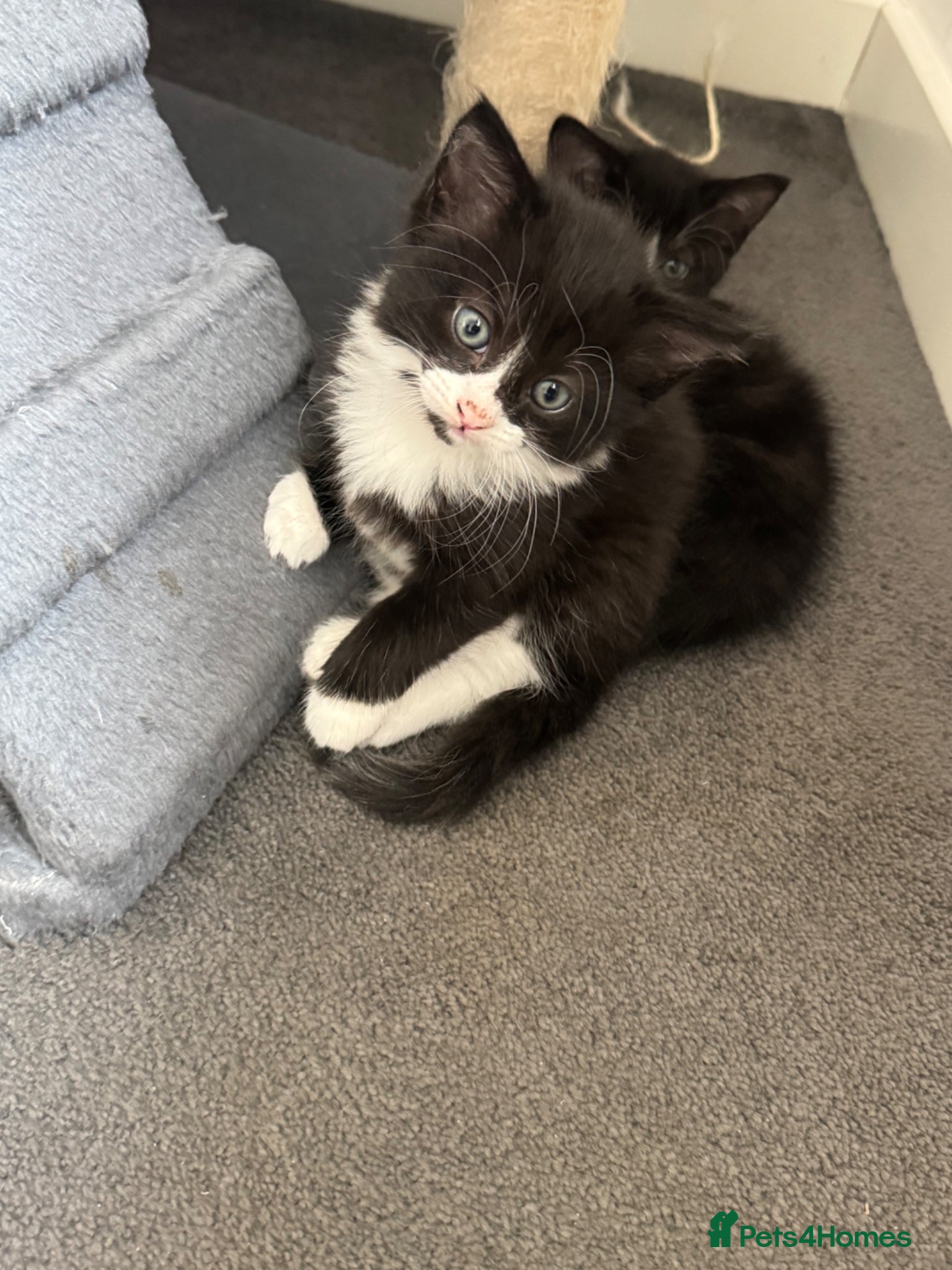 Mixed Breed cats Kittens for sale  - Advert 4