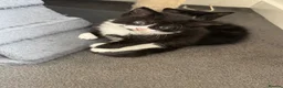 Mixed Breed cats for sale: Kittens for sale  - Advert 1