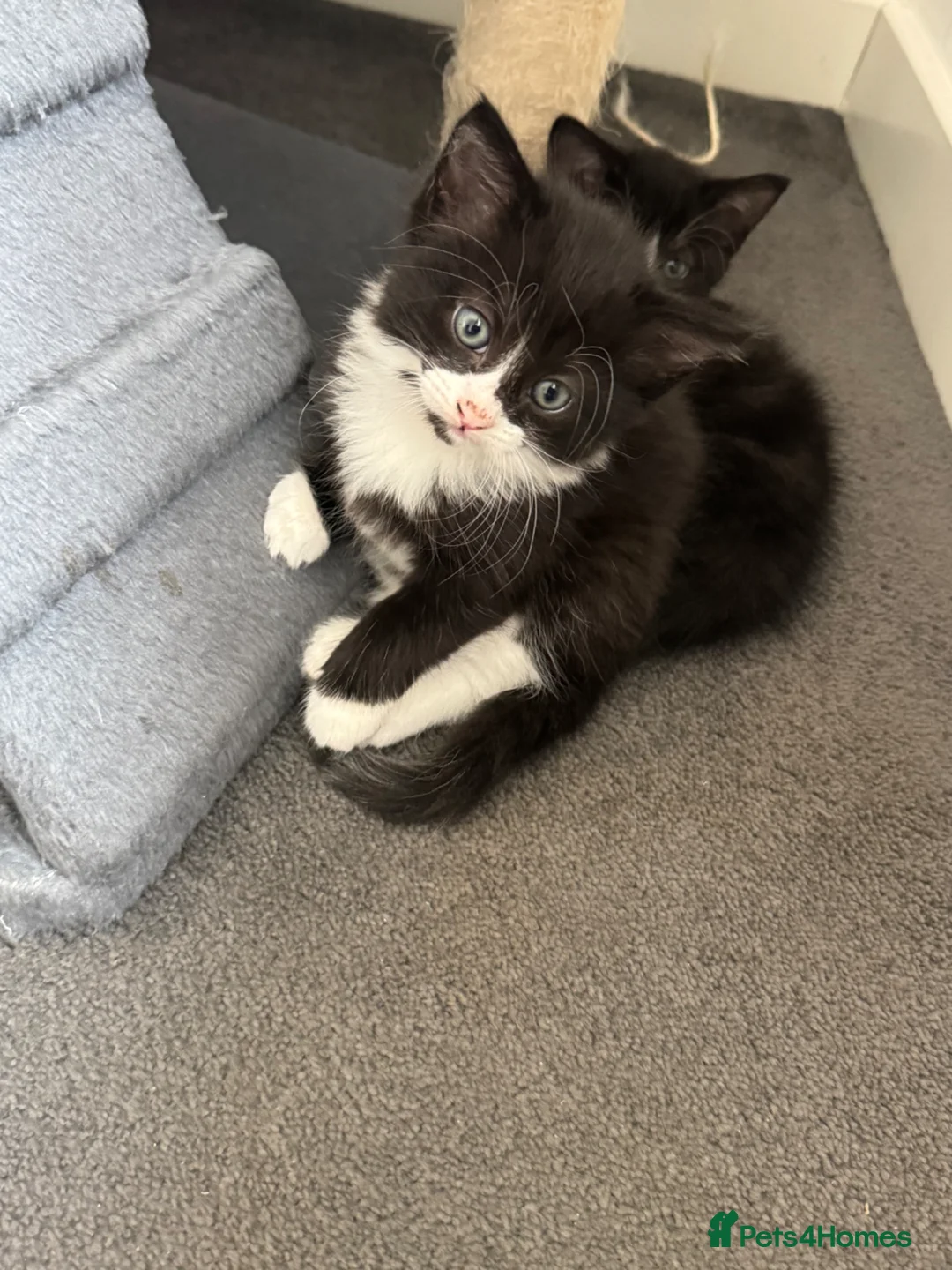 Mixed Breed cats for sale: Kittens for sale  - Advert 1