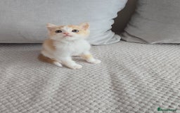 Scottish Fold cats for sale: Scottish Straight purebred kittens  - Image 17