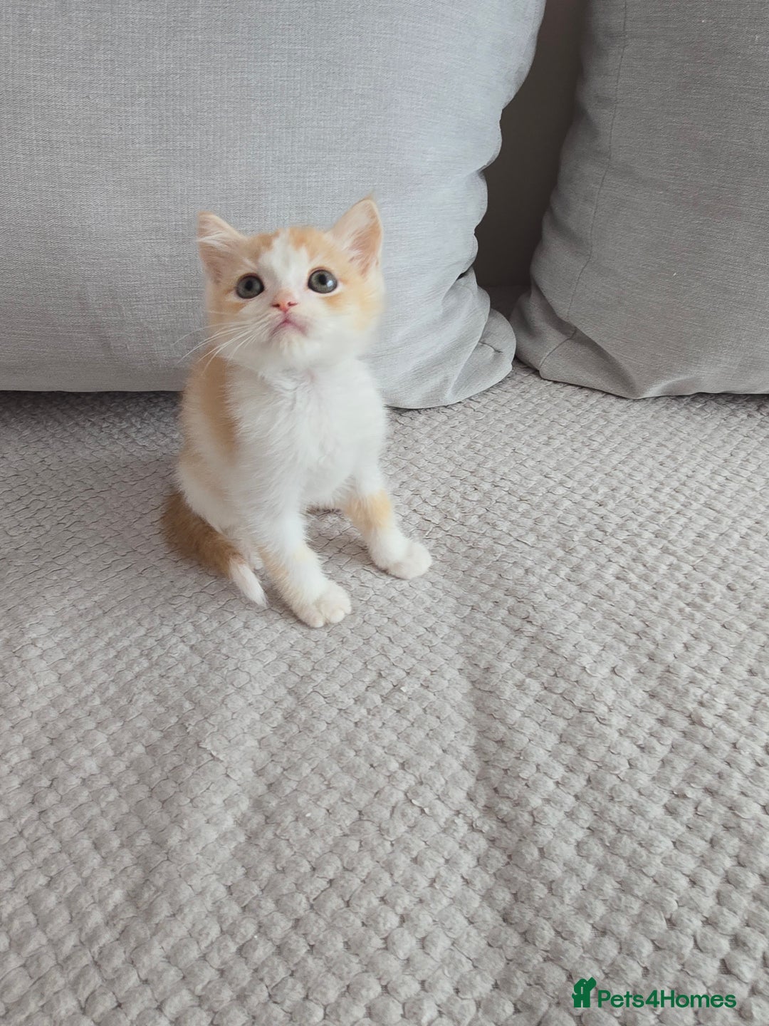 Scottish Fold cats for sale: Scottish Straight purebred kittens  - Image 17