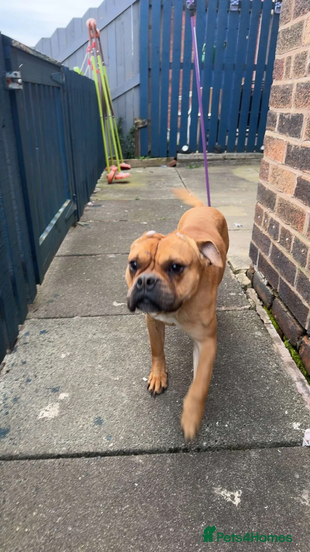 English Bulldog dogs for sale: Dog for sale  - Advert 1