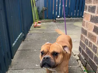 English Bulldog dogs Dog for sale - Advert 2