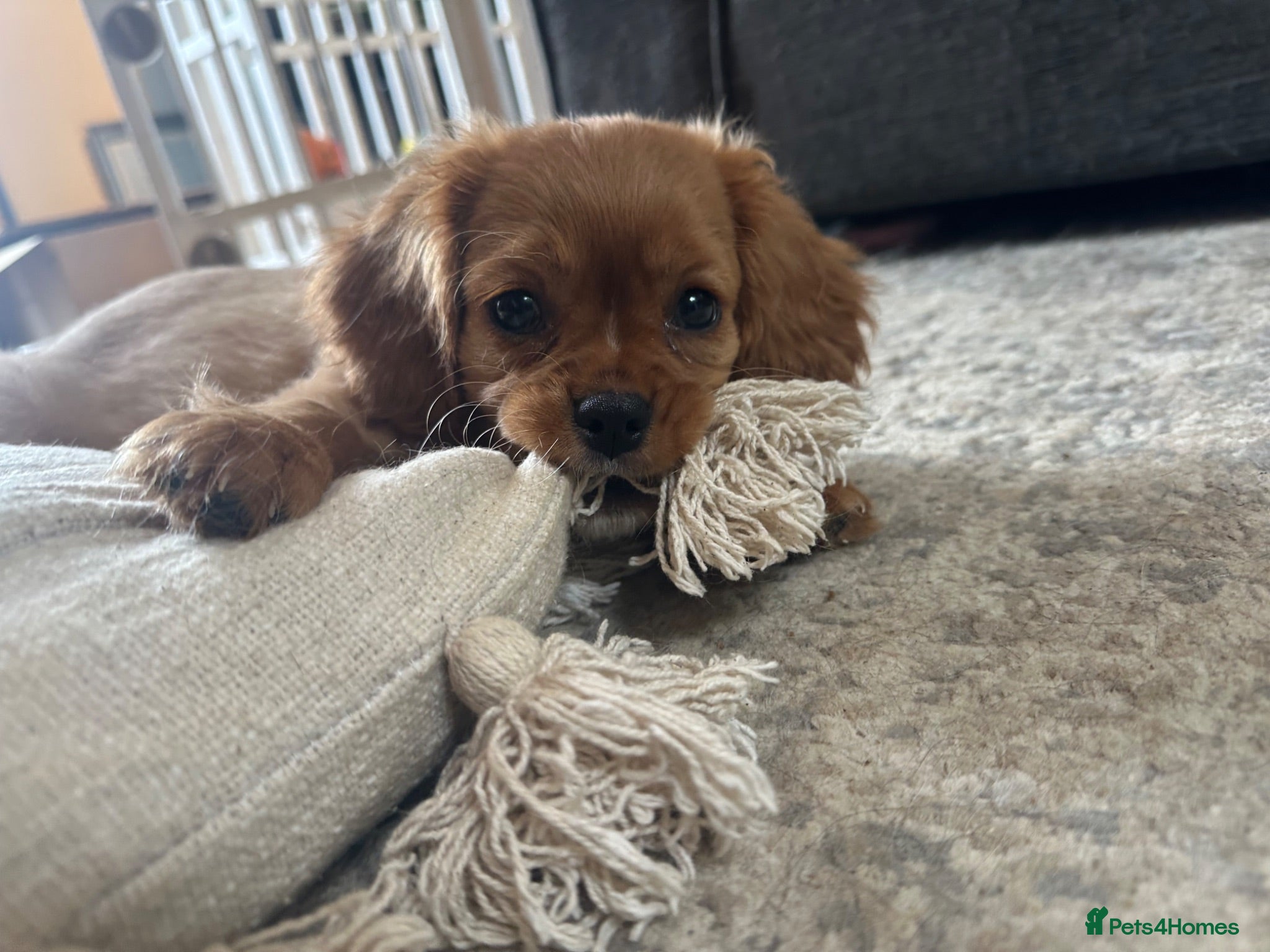 Cavalier King Charles Spaniel dogs Special Ruby Boy🐾♥️ Ready to leave now 🏠🫶 - Advert 5