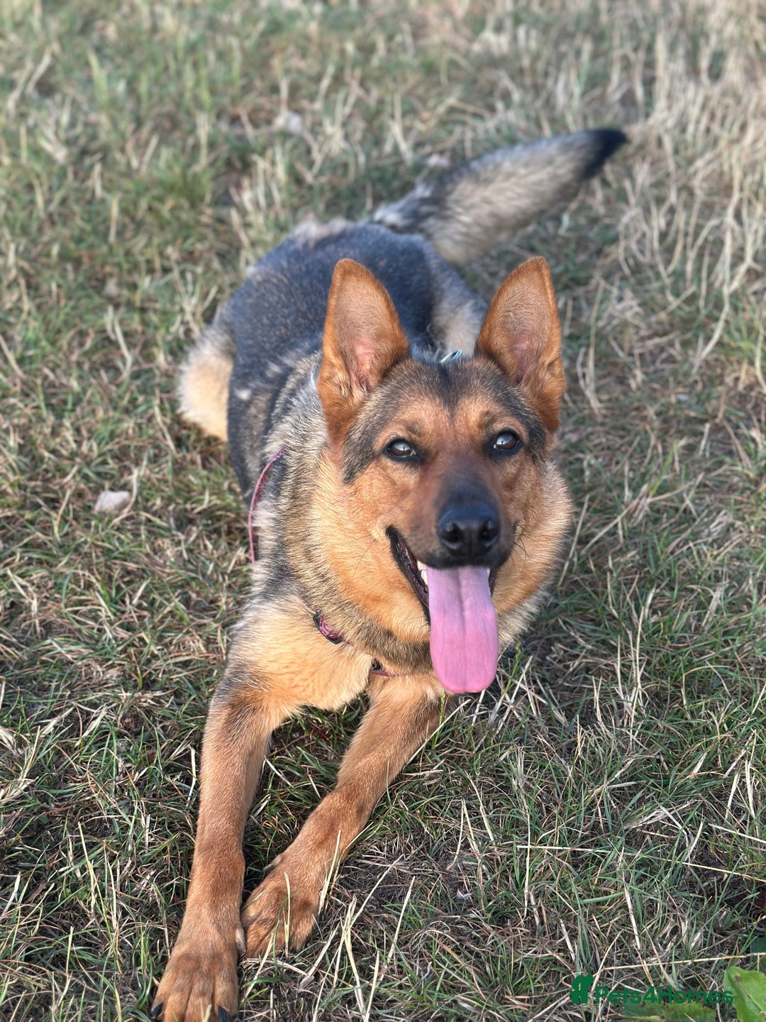 Mixed Breed dogs for sale: 2 year old mixed German Shepard  - Advert 2