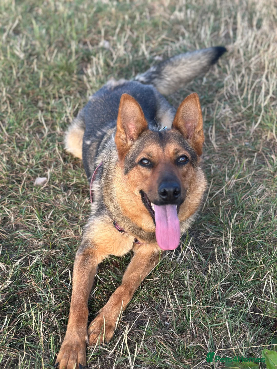 Mixed Breed dogs for sale: 2 year old mixed German Shepard  - Advert 2