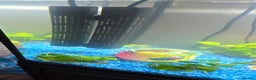 Platies fish for sale: Fluval roma 125l Tank Complete Set up - Advert 7