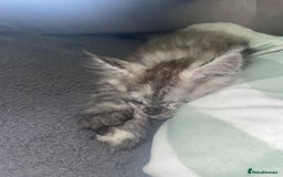 Maine Coon cats for sale: TICA registered Maine coon kittens  - Image 36