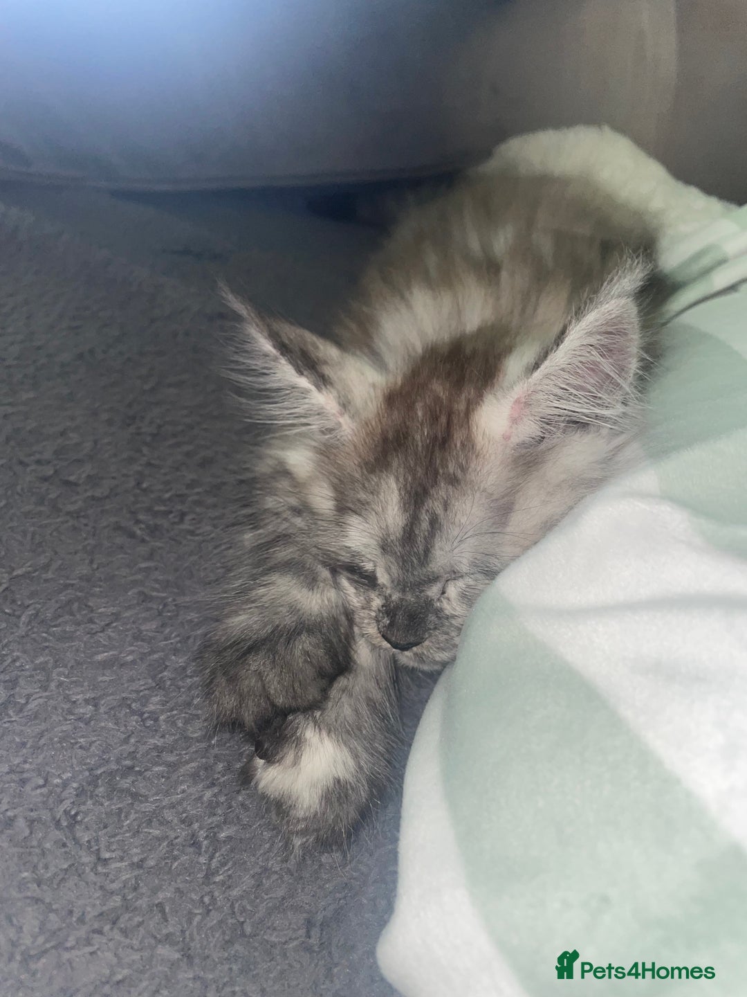 Maine Coon cats for sale: TICA registered Maine coon kittens  - Image 36