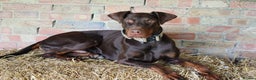 Dobermann dogs for sale: Denzel the male dobe - Advert 3