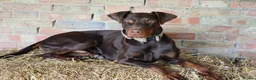 Dobermann dogs for sale: Denzel the male dobe - Advert 3