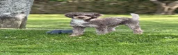 Labradoodle dogs for stud: Miniature Poodle Stud Dog DNA Tested Somerset - Advert 2