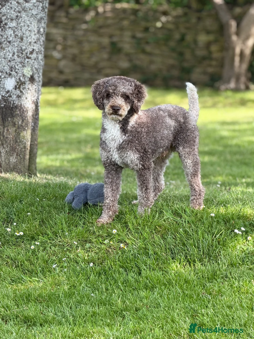 Labradoodle dogs for stud: Miniature Poodle Stud Dog DNA Tested Somerset - Advert 2