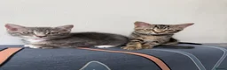 Mixed Breed cats for sale: Two Tabby Bengal Mix Female Kittens — READY NOW - Advert 9