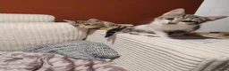 American Shorthair cats for sale: Beautiful playful male kitten for sale. - Advert 5