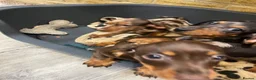 Miniature Dachshund dogs for sale: Beautiful Fully health check mini Dachshund pups - Advert 8