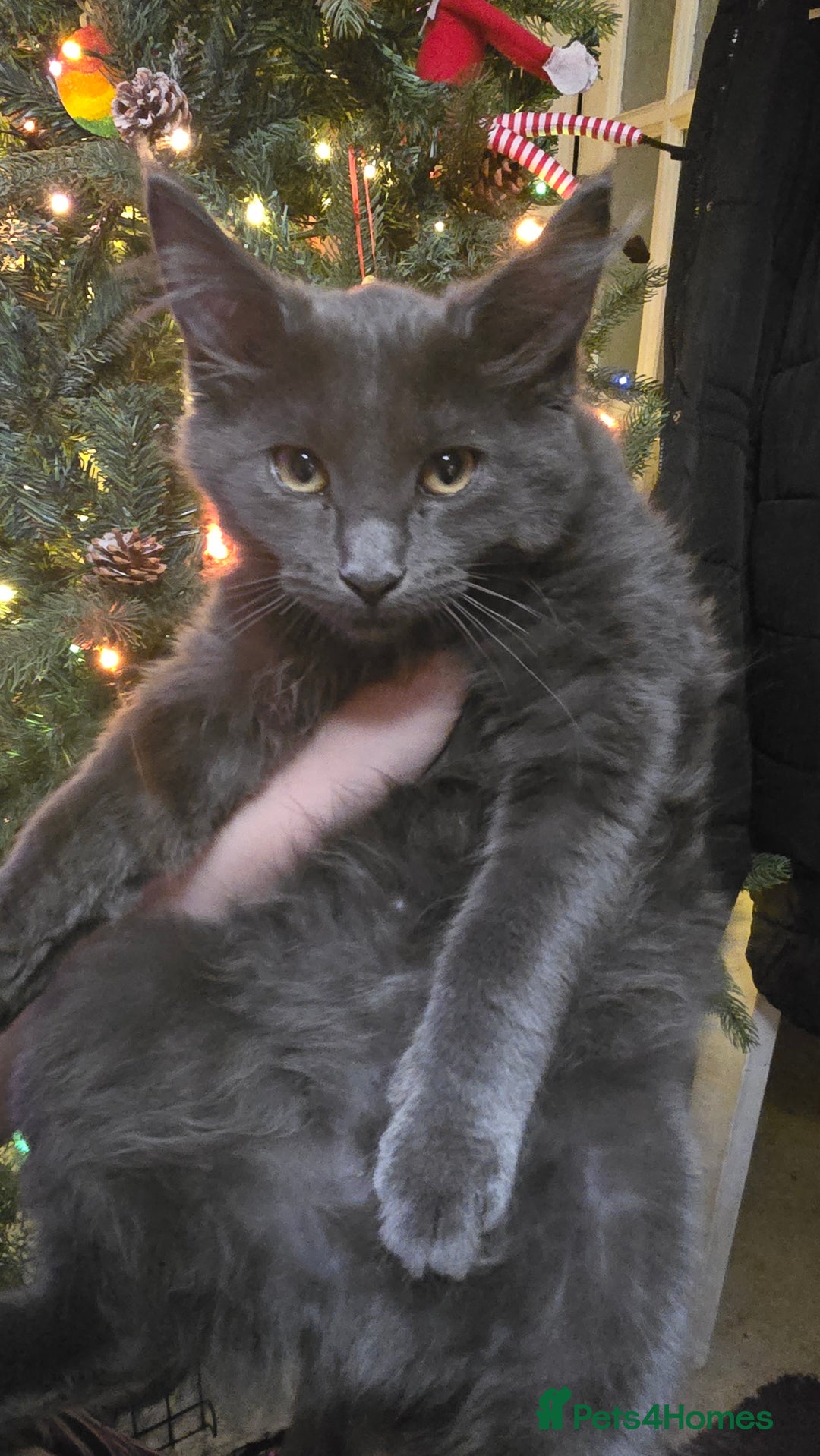 Maine Coon cats for sale: 5 beautiful maine coon ready to go - Advert 16