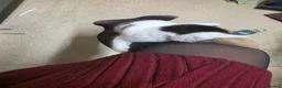Mixed Breed cats for sale: 3 girl kitties available  in Smethwick - Advert 4
