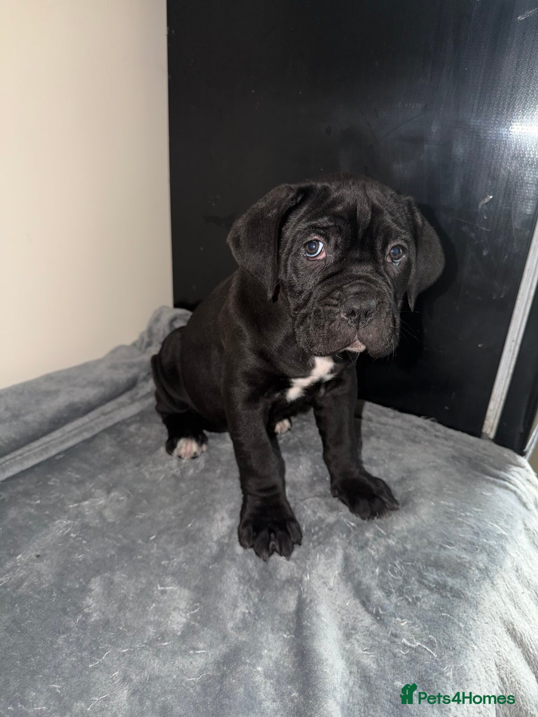 Cane Corso dogs for sale: *PRICE DROP* HUGE STUNNING FULL PEDIGREE FEMALES - Advert 12