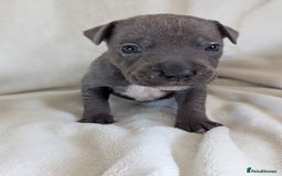 Staffordshire Bull Terrier dogs for sale: 7 Blue Staffordshire bull terrier puppies - Image 7