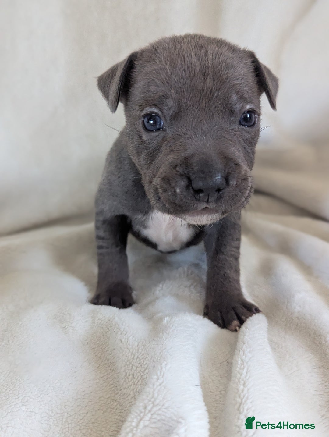 Staffordshire Bull Terrier dogs for sale: 7 Blue Staffordshire bull terrier puppies - Image 7