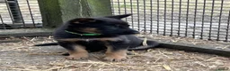 German Shepherd dogs for sale: German Shepherd Pups  - Advert 4