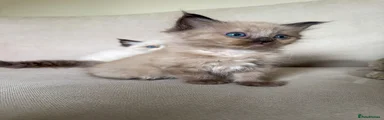 Seal mink