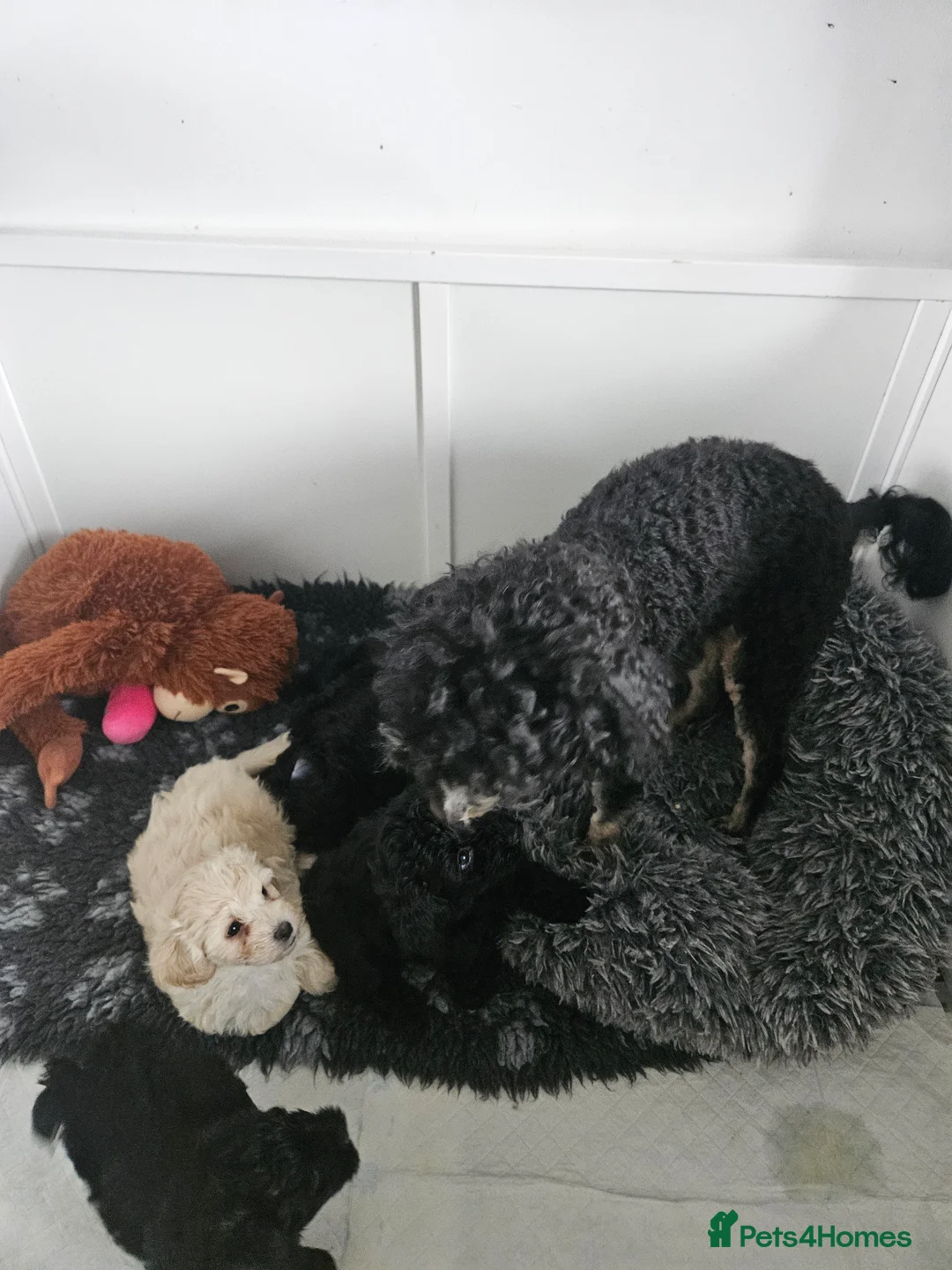 Maltipoo dogs for sale: Korean F1 Maltipoo puppies 🐶  - Advert 6