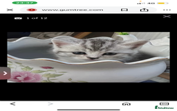 Mixed Breed cats for sale: Exotic mixed breed  - Image 3
