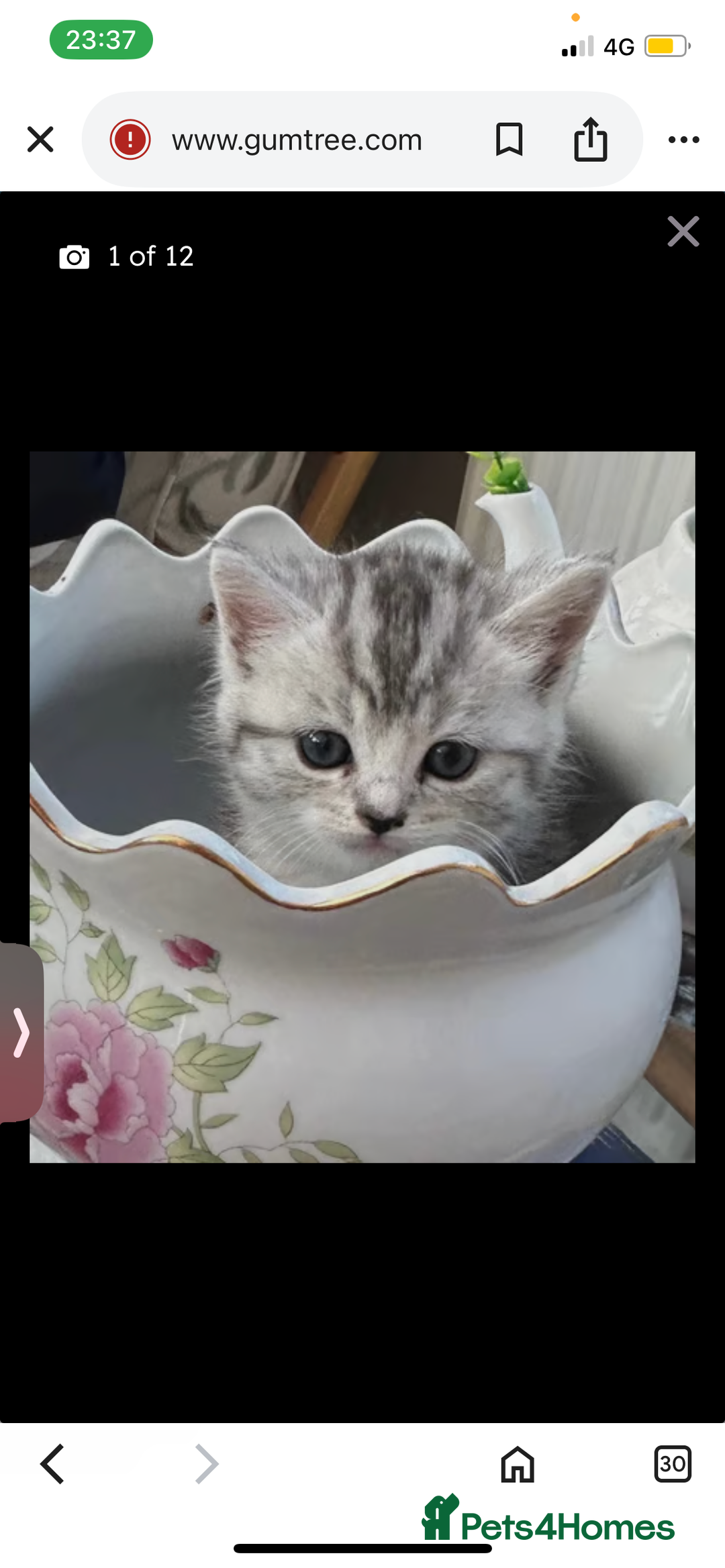 Mixed Breed cats for sale: Exotic mixed breed  - Image 3
