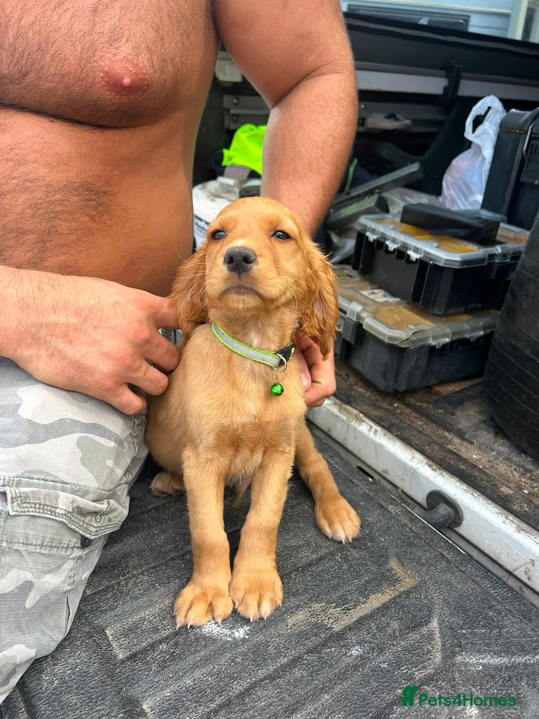 Mixed Breed dogs for sale: 10 beautiful cocker spaniel mix Patterdale Terrier - Advert 2