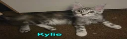 Maine Coon cats for sale: Tica reg maine coon. Poly. - Advert 6