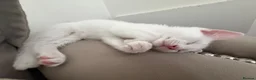 Russian Blue cats for sale: Russian White kittens Ready to go now  - Advert 6
