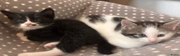 Mixed Breed cats for sale: Tuxedo with beauty spot 😍🐱 - Advert 6