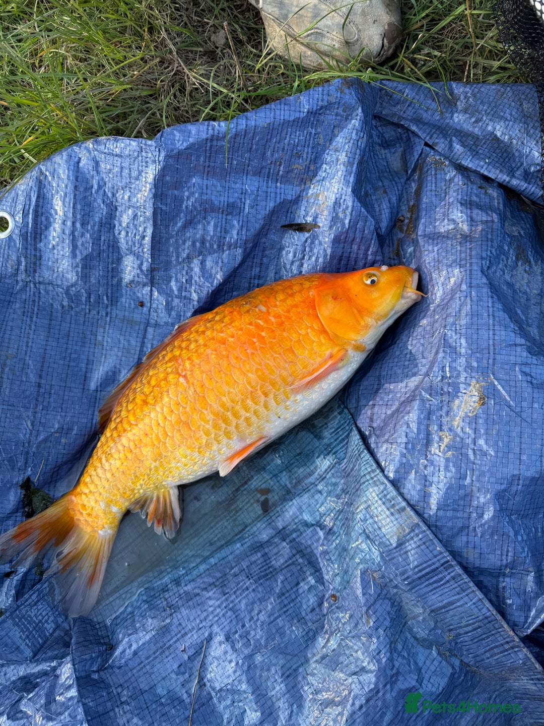 Koi Carp fish for sale: Koi/Carp/Goldfish available  - Image 6