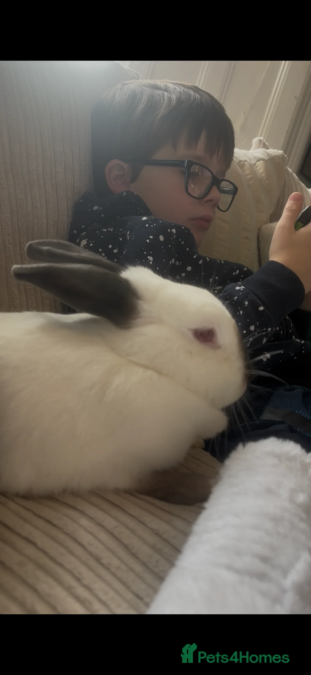 Himalayan rabbits for sale: Female rabbit for sale - Advert 3