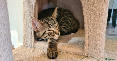 Maine Coon cats - Advert 13