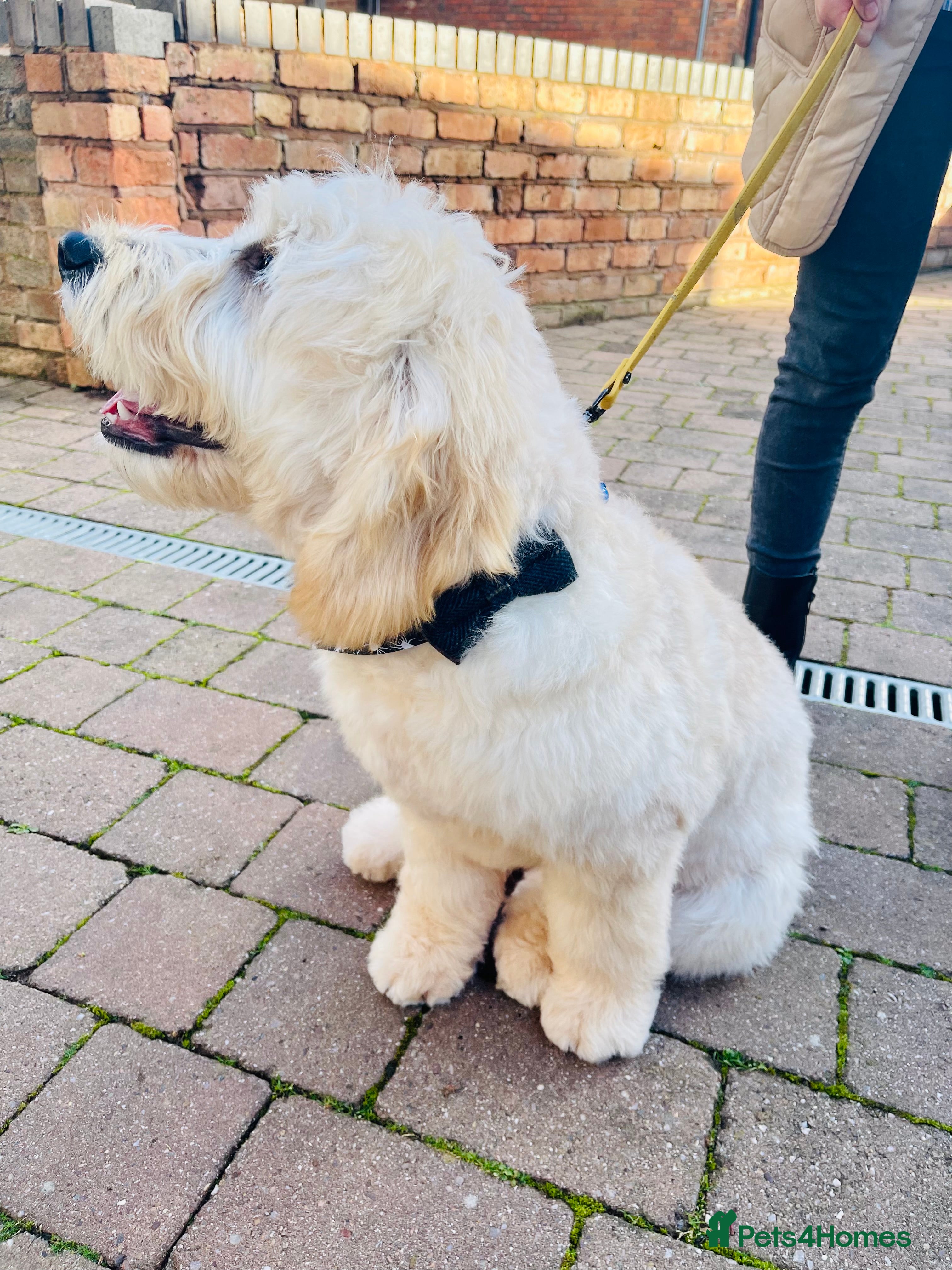 Goldendoodle dogs Beautiful golden doodle DNA tested/sperm count  in Sutton Coldfield - Advert 1