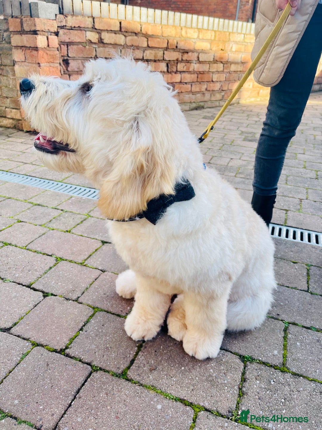 Goldendoodle dogs for stud: Beautiful golden doodle DNA tested/sperm count  in Sutton Coldfield - Image 1