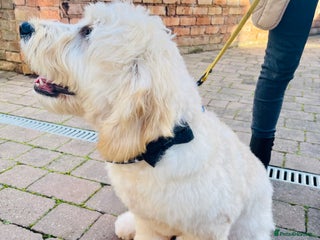 Goldendoodle dogs in Sutton Coldfield - Advert 1