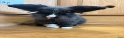 Lionhead rabbits for sale: Lionhead Male Rabbit - Ezri - Advert 1