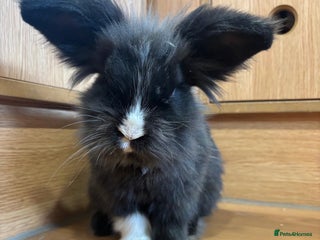 Lionhead rabbits Lionhead Male Rabbit - Ezri - Advert 5