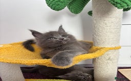 Maine Coon cats for sale: ✨7 Pure Bred Maine Coon Kittens✨ - Image 17