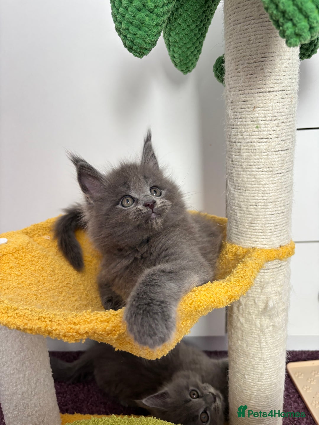 Maine Coon cats for sale: ✨7 Pure Bred Maine Coon Kittens✨ - Image 17