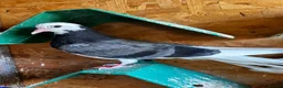 Pigeons birds for sale: Birmingham rollers for sale  - Advert 7