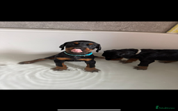 Dobermann dogs for sale: Puppy dobermans  - Image 4